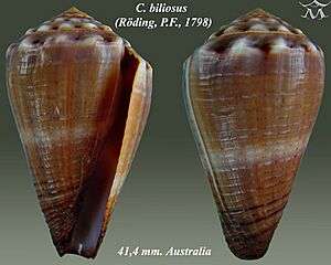 Conus biliosus 1