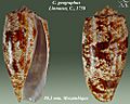 Conus geographus 4