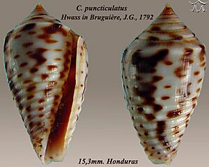 Conus puncticulatus 1.jpg