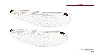 Cordulephya pygmaea male wings (34928003441)