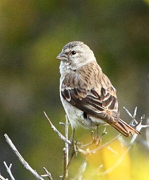Crithagra alario -Namaqua National Park, Northern Cape, South Africa -female-6.jpg