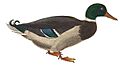 Cuvier-97-Canard colvert