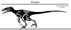 Dakotaraptor Skeleton Reconstruction