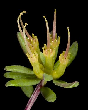Darwinia thymoides - Flickr - Kevin Thiele.jpg