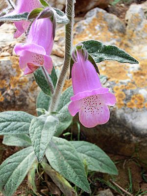 Digitalis minor 2.JPG