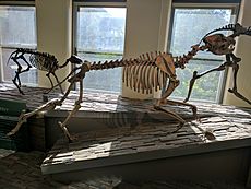 Epicyon haydeni skeleton
