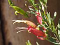 Eremophila maculata brevifolia (leaves and flowers)