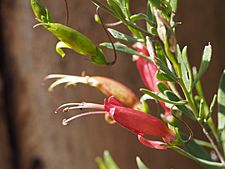 Eremophila maculata brevifolia (leaves and flowers)