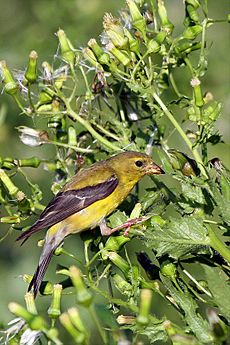 Female american goldfinch
