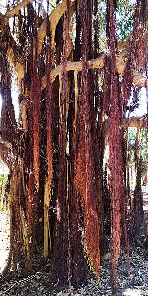 Ficus rubiginosa - Stem with aerial roots