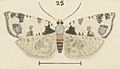 Fig 25 MA I437913 TePapa Plate-LII-The-butterflies full (cropped)