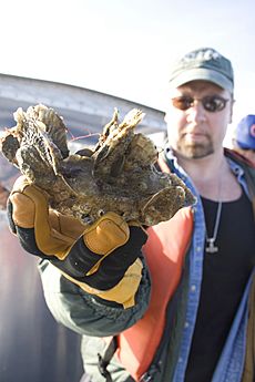 Flickr - The U.S. Army - Corps of Engineers restoring oysters in Chesapeake tributaries