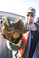 Flickr - The U.S. Army - Corps of Engineers restoring oysters in Chesapeake tributaries