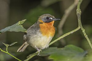 Forest robin (Stiphrornis erythrothorax) Ankasa.jpg