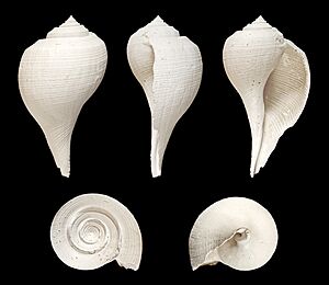 Fulguropsis radula 01