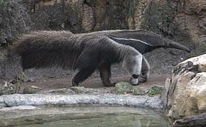 Giant anteater (4531346746)