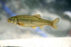 Gila orcutti arroyo chub fish.jpg
