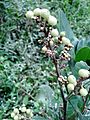 Glycosmis pentaphylla orangeberry vijayanrajapuram 03