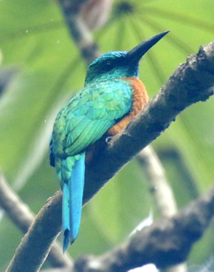 Great Jacamar