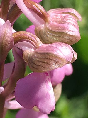 Green winged orchid at Leyburn Old Glebe in 2018