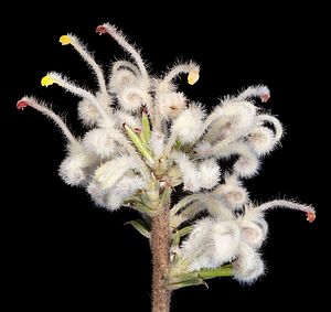 Grevillea uncinulata - Flickr - Kevin Thiele.jpg
