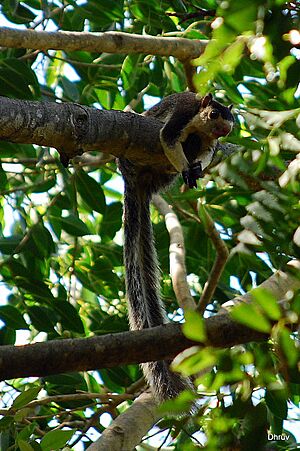 Grizzled Giant Squirrel (Ratufa macroura)