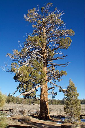Hangmans Tree - Gold Fever Trail - Big Bear California.jpg