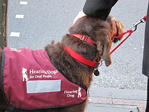 Hearing dog, 2011