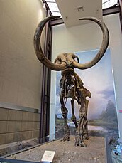 Hebior Mammoth (23548635523)