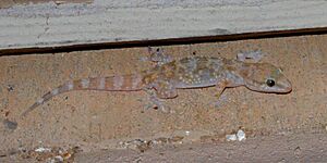 Hemidactylus turcicus, Chambers Co., TX; 15 Sept 2018