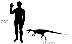 Human-staurikosaurus size comparison