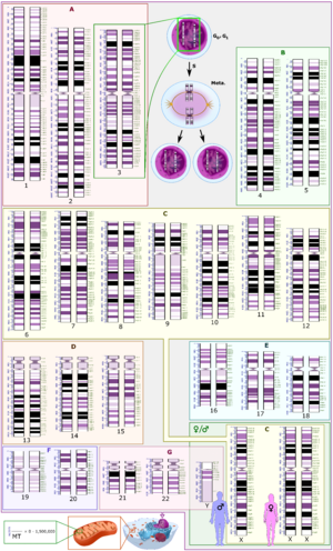 Human karyotype with bands and sub-bands