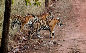 India Tiger cubs