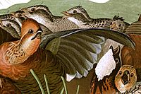 John James Audubons Birds of America - Plate 76 (Detail)