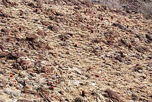 Joshua Tree NP - Barrel Cactus - 3