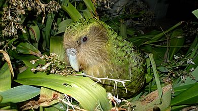 Kakapo Sirocco 1
