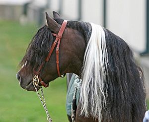Kerry Bog Pony head