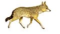La vita degli animali descrizione generale del regno animale di A. E. Brehm Mammiferi (1872) Canis aureus aureus mod