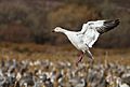 Landing Snow Goose