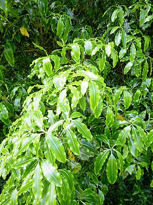 Lemonwood leaves