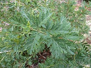 Lomatia tinctoria (leaves)