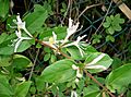Lonicera japonica2