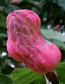 Magnolia acuminata maturing fruit