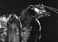 Mantis Fly - Genus Plega