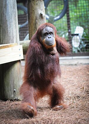 Mari the orangutan at Center for Great Apes