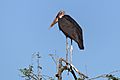 Maribou stork (Leptoptilos crumenifer) with poo