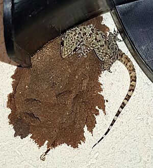 Mediterranean house gecko ambush
