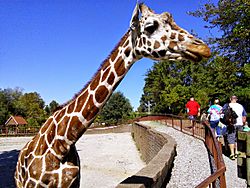 Mesker Park Zoo giraffe