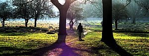 Midwinter sunshine in Bushy Park, Teddington P2120008.JPG
