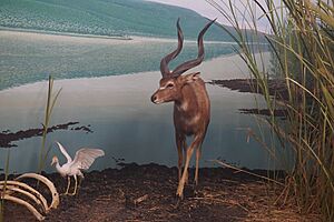 Milwaukee Public Museum February 2023 54 (Africa--Central Africa--Wet World- Sitatunga)